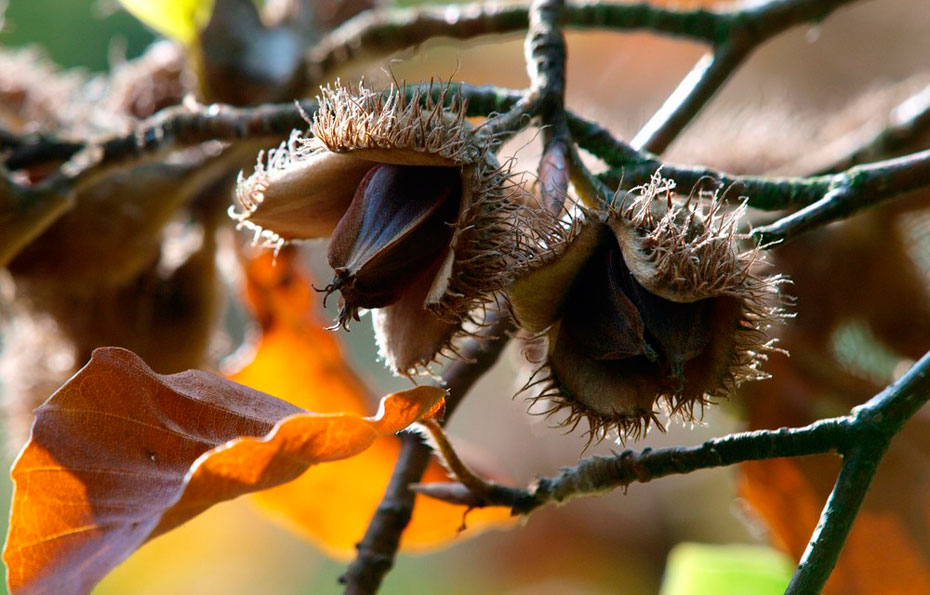 Die Frucht der Buche "Buchecker" genannt