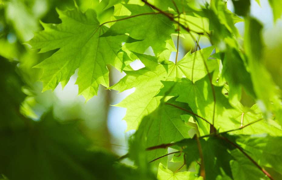 Ahornblätter im Sommer