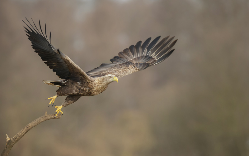 Blogbeitrag-#1_Adler-im-Abflug