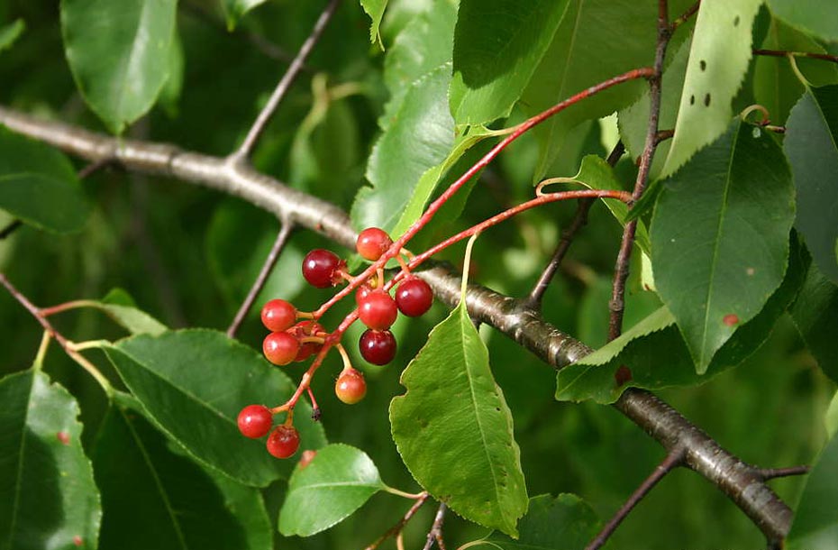Kirschbaum-amerikanisch_Früchte-Kirschen