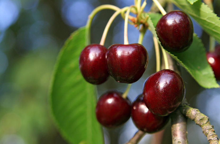 Kirschbaum-europäisch_Früchte-Kirschen