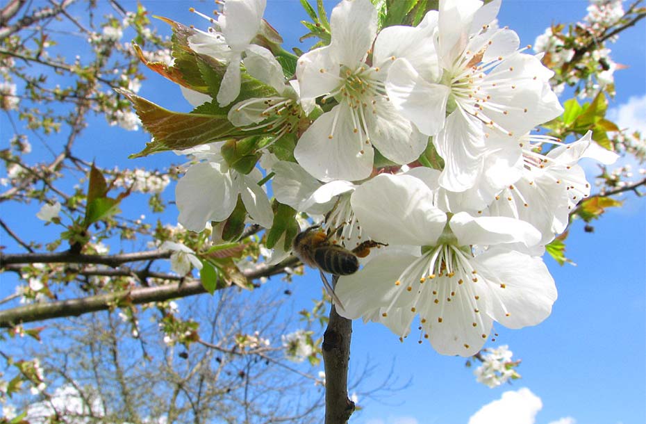 Kirschbaum_Blüte-mit-Biene