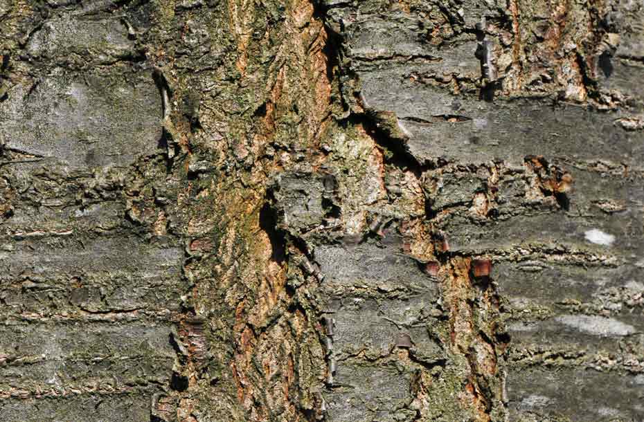 Kirschbaum_Rinde
