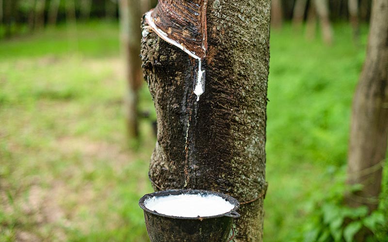 Naturlatex, oder Kautschuk_Blog #2_Beitragsbild