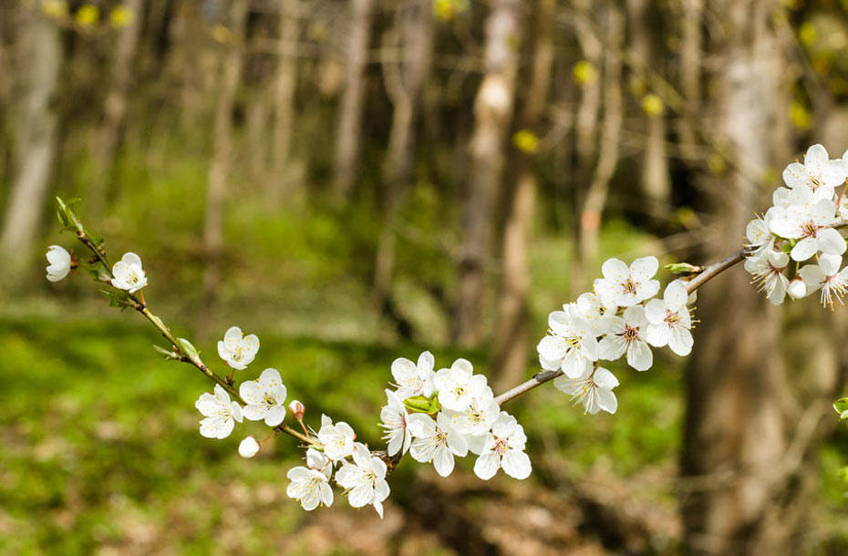 Waldkirschbaum-Blüte