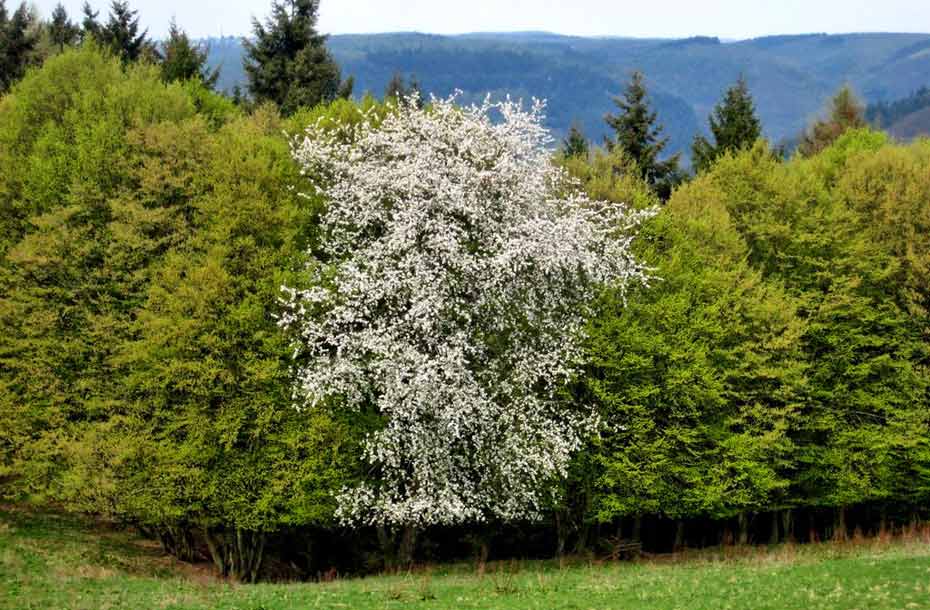 Waldkirschbaum_zwischen_Buchen