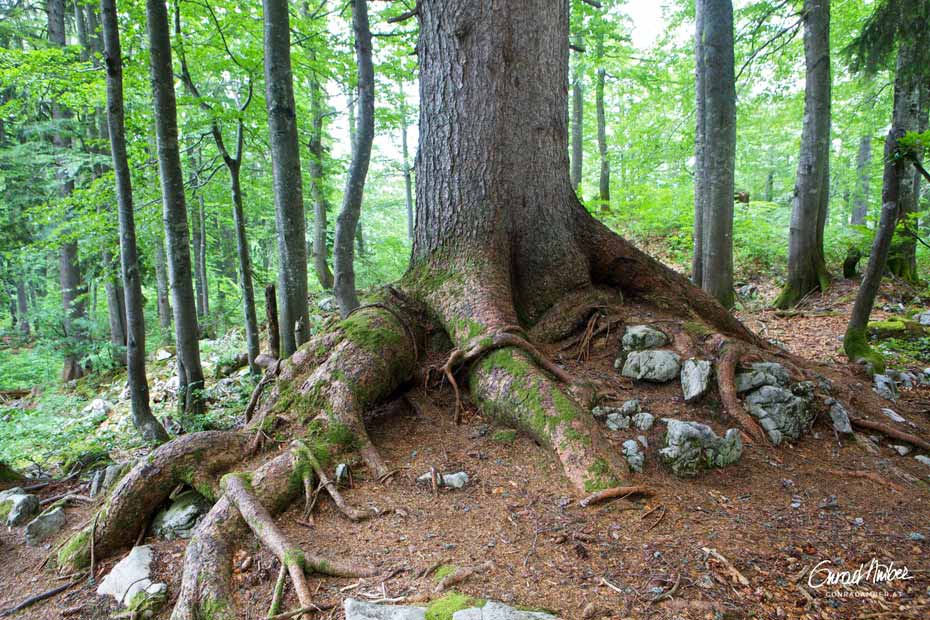 Alte Fichte bei Stille, Niederösterreich, Österreich,