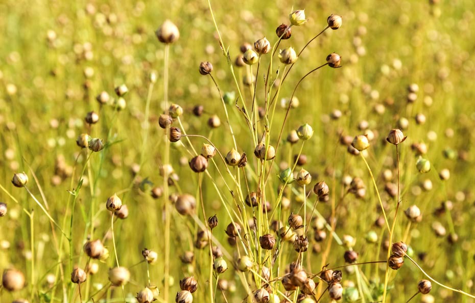 Reife Samenpapseln an den Flachspflanzen (Leinsamen)