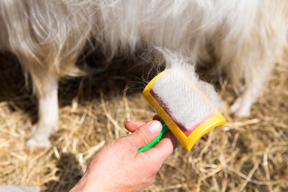 Da ist viel Handarbeit nötig, bis aus den feinen Haaren eine Decke entstehen kann.
