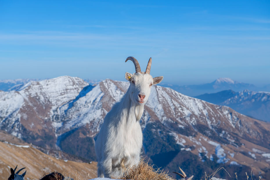 Die Kaschmirziege lebt im hochalpinen Himalaya-Gebirge.