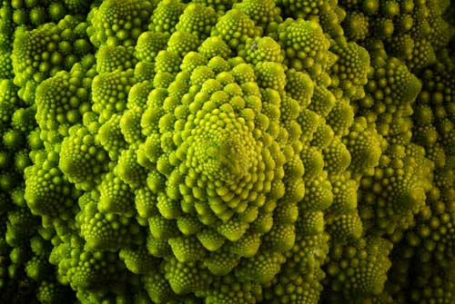 Romanesco Broccoli
