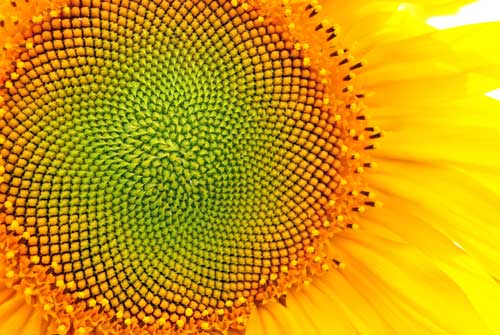 Sonnenblume