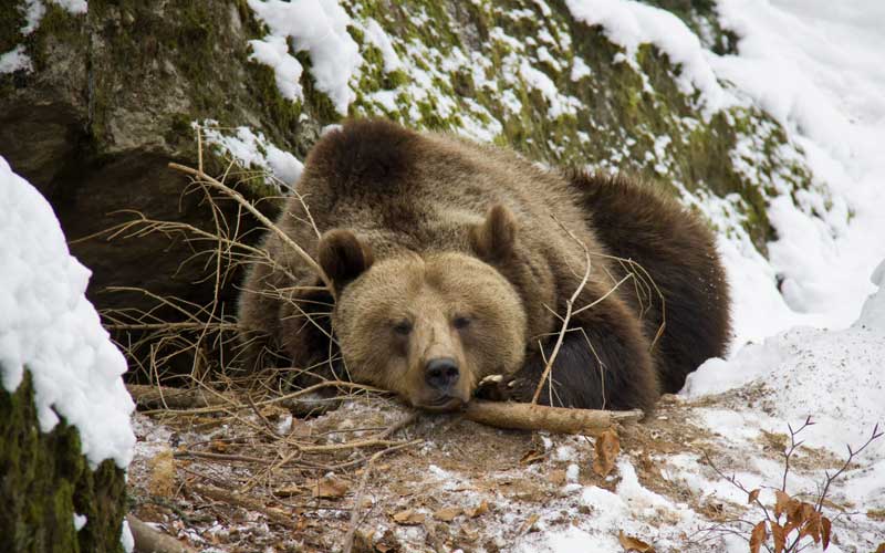 Winterschlaf_HEIMisch-#43_Beitragsbild mit Bär
