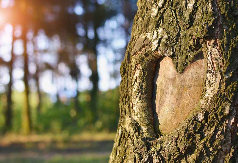 Holz-mit-Herz_Baumstamm