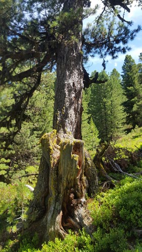 Arvenwald-«God-da-Tamangur»-von-Françoise-Zünd_4