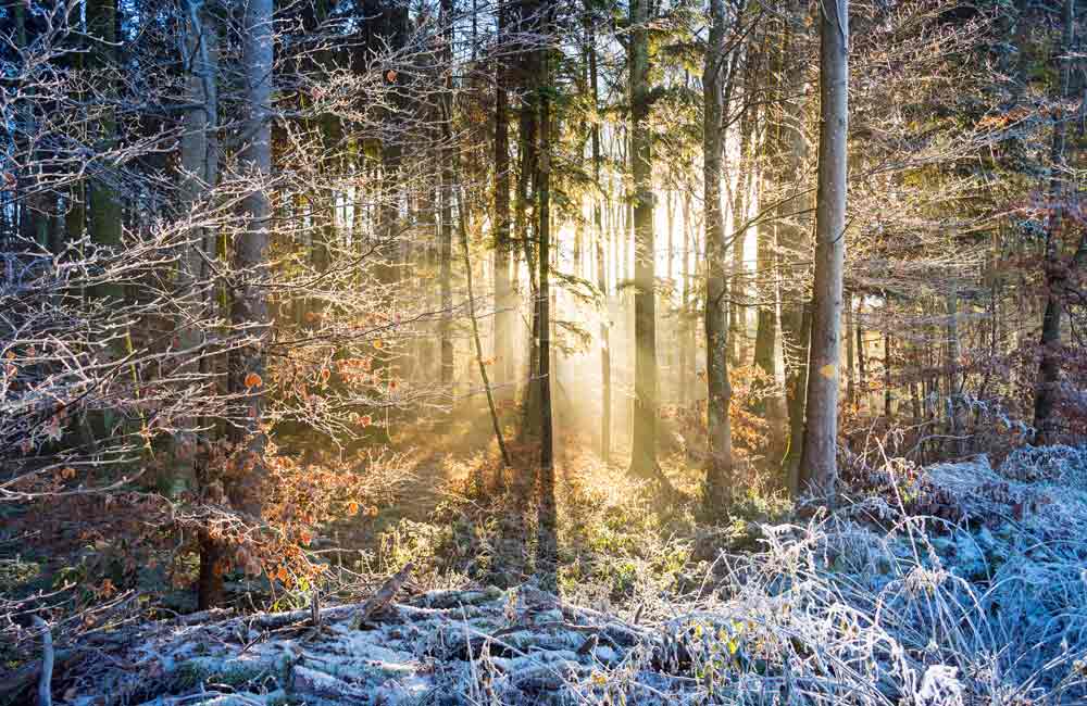 Lichtkraft des Baumes_HEIMisch #66_Beitragsbild im Text