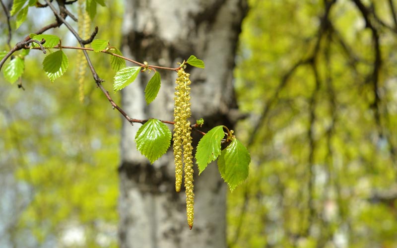 Frische Birkenblätter im Frühling