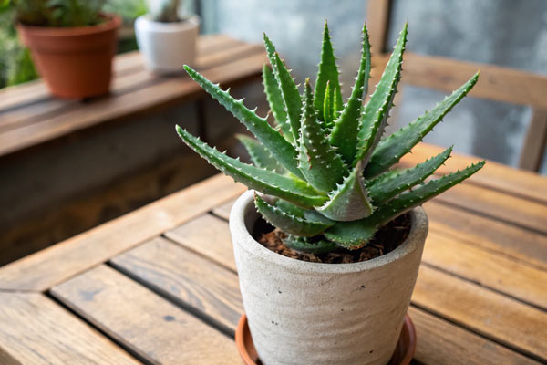 Pflanzen-im-Schlafzimmer_HEIMisch-#149_Beitragsbild-im-Text_Aloe-Vera